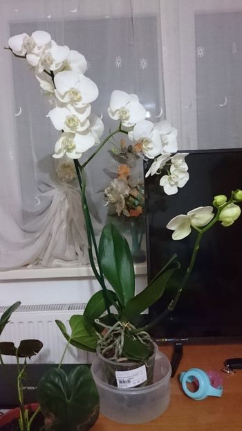 Orhidee phanelopsis alba - Florile mele 2018