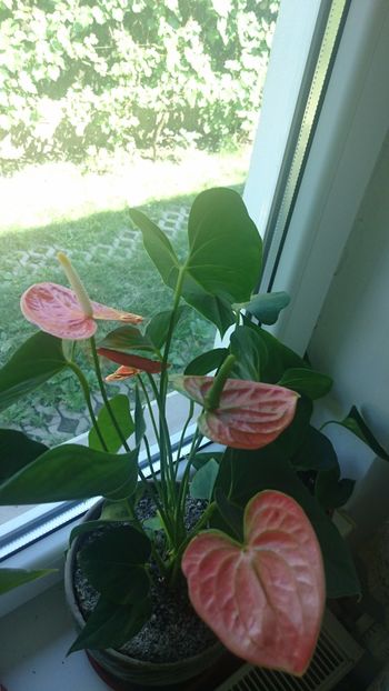 Anthurium - Florile mele 2018