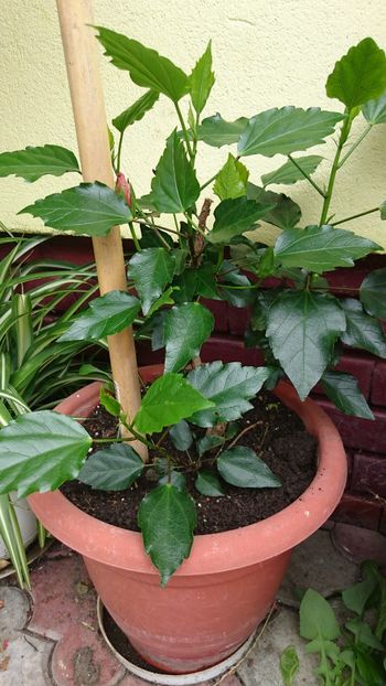 Hibi - Florile mele 2018