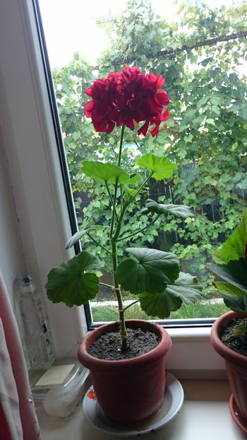 Muscata - Florile mele 2018