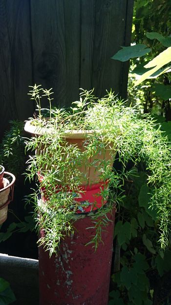 Asparagus - Florile mele 2018