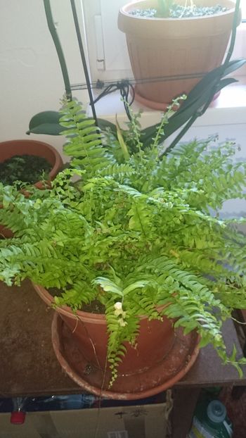 Feriga de camera - Florile mele 2018