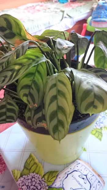 Planta care se roaga - Florile mele 2018