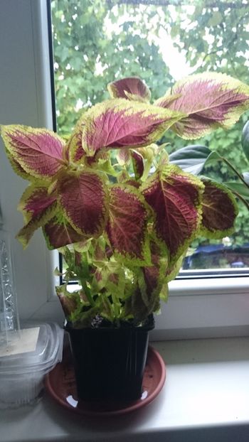 Urzicuta - Florile mele 2018