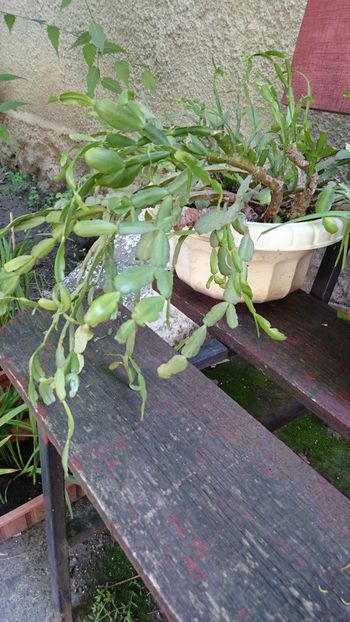 Craciunita - Florile mele 2018