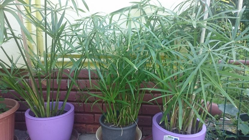 Palmier apa - Florile mele 2018