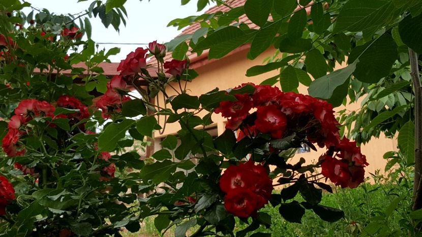  - Din gradina