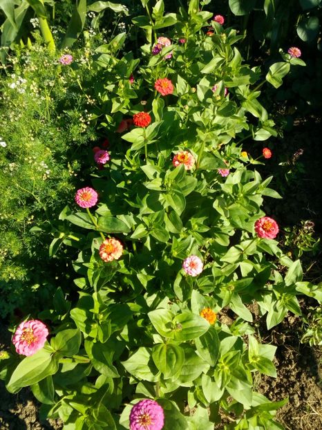 carciumaresele - curtea in 2018