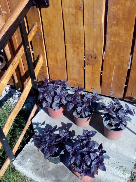 busuiocul rosu - curtea in 2018