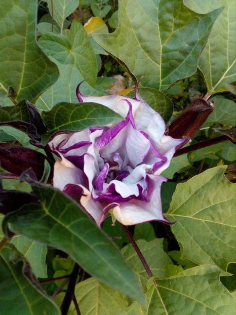 datura inflorita - curtea in 2018