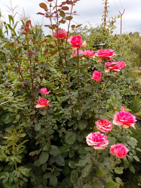 trandafirul - curtea in 2018
