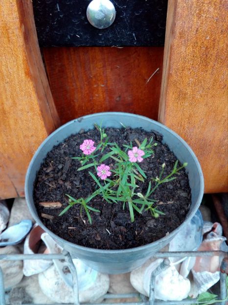 floricica mea fara nume - curtea in 2018