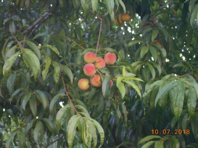  - 3Gradina de legume 2018