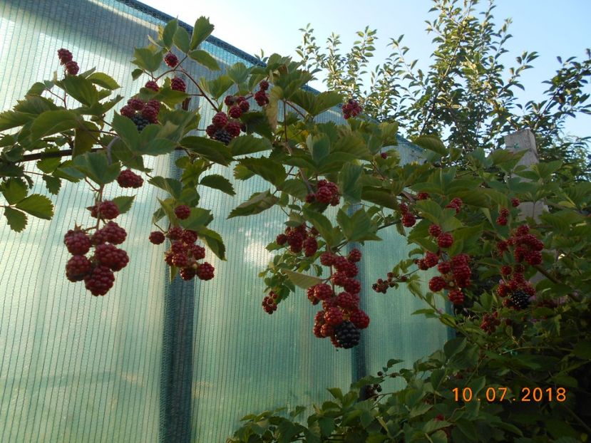  - 3Gradina de legume 2018