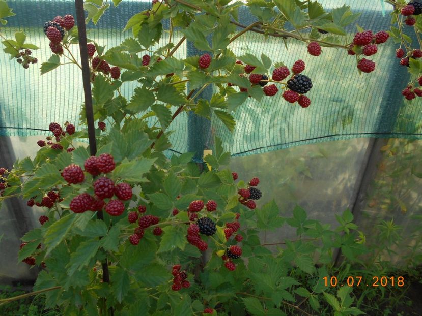  - 3Gradina de legume 2018