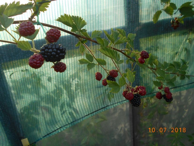  - 3Gradina de legume 2018