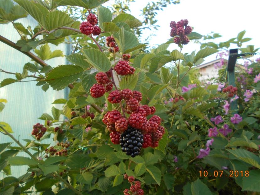  - 3Gradina de legume 2018