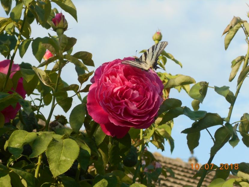  - Madame Isaac Pereire