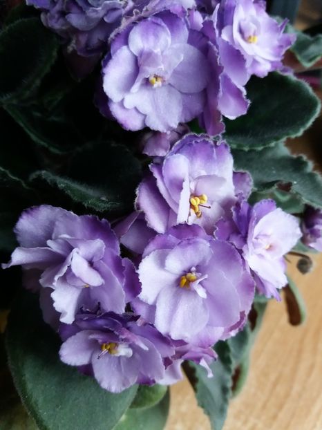  - 0Flori de interior si exterior 2018