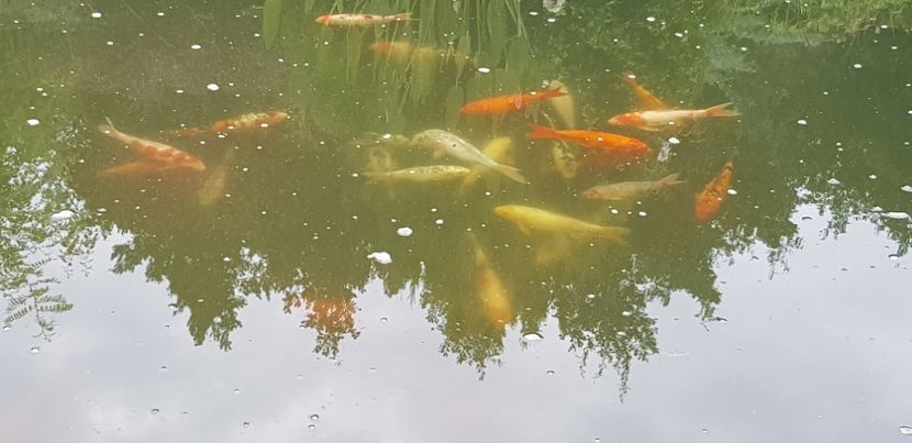  - crap koi