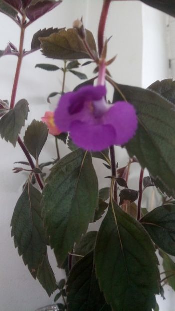  - Violaceea semiplena