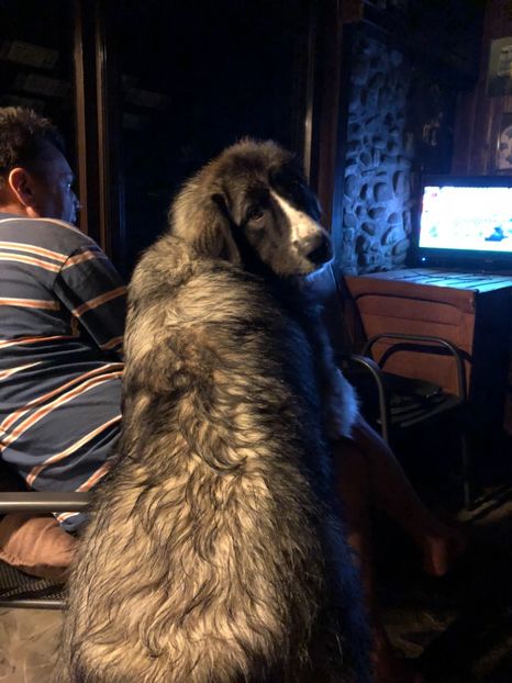 "tu nu urmaresti meciul asta?" - MARA DE CROITORU