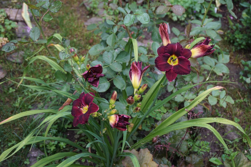 Cinderellas Dark Side 15 - Hemerocallis 2018- 2019