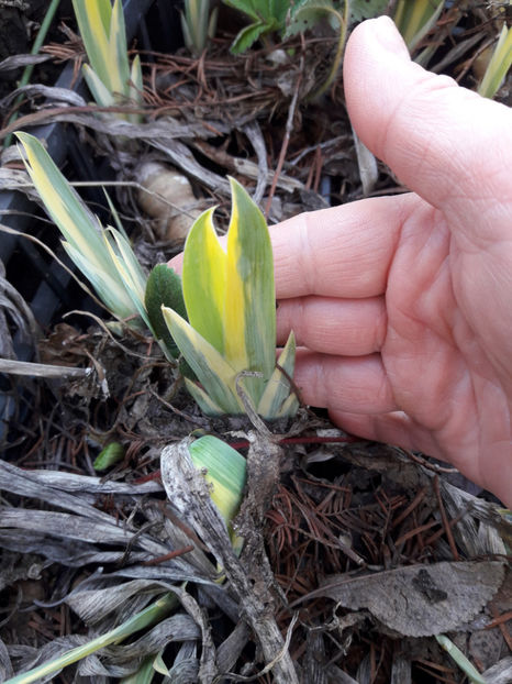 rasarit in primavara, in gradina - Iris Zebra sau Aureo Pallida Variegata