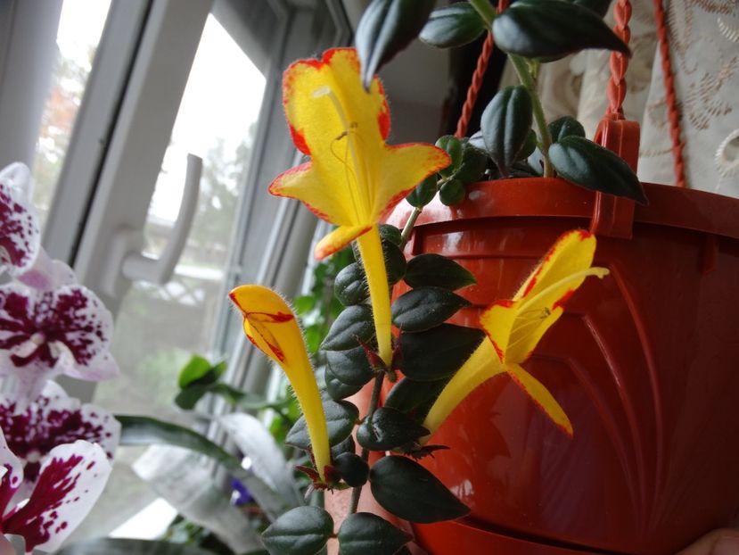  - Plante in ghiveci 2018