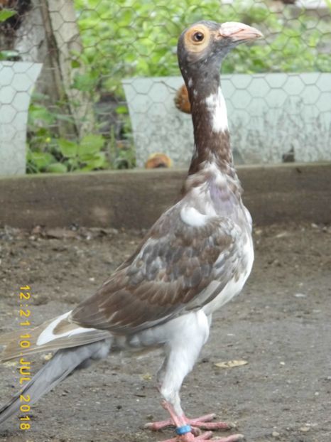 10.07 (49) - CARRIER PT MATCA 2019