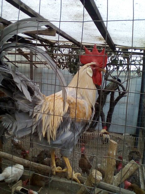  - VÎNZARE Matcă găini italiene 2018