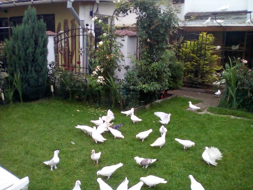  - Poste albe de vânzare 2019