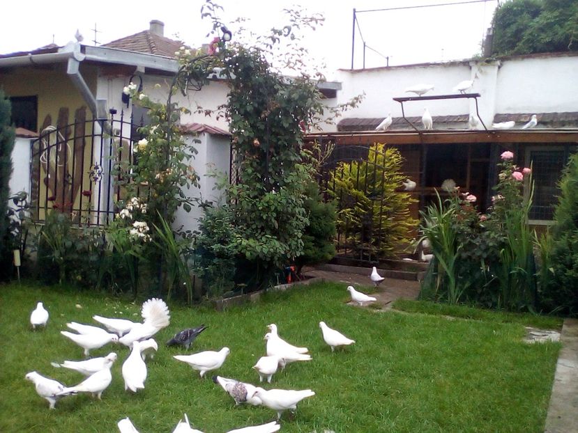 - Poste albe de vânzare 2019