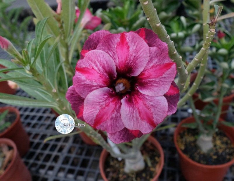 KO_87 - ADENIUM cum vor arata