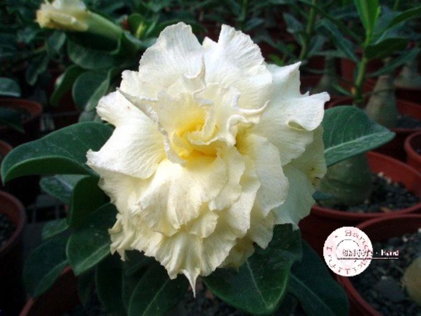 KO_29 - ADENIUM cum vor arata