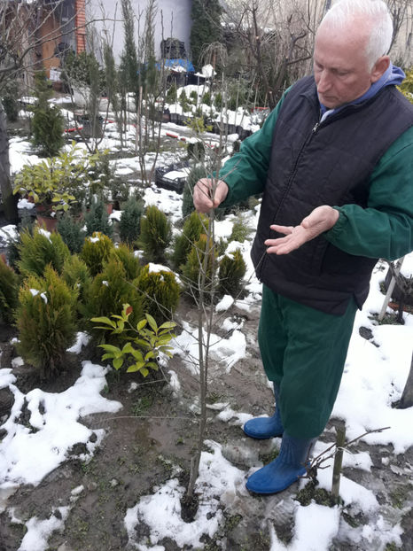 rodiu de 2 ani, in gradina - Rodia sau Punica granatum