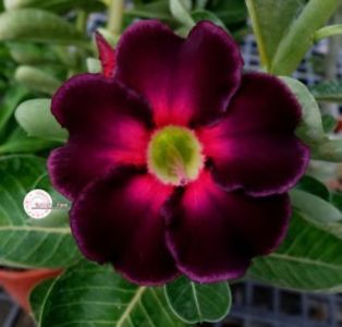 Ko_108 - ADENIUM cum vor arata