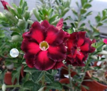 Ko_90 - ADENIUM cum vor arata