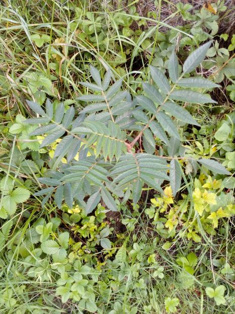 otetar - gradina in 2018