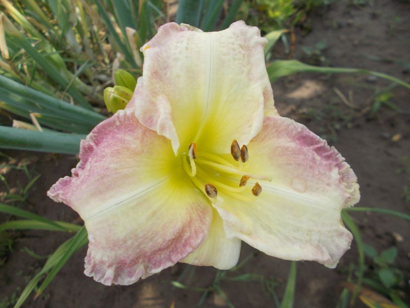  - Hemerocallis 2018