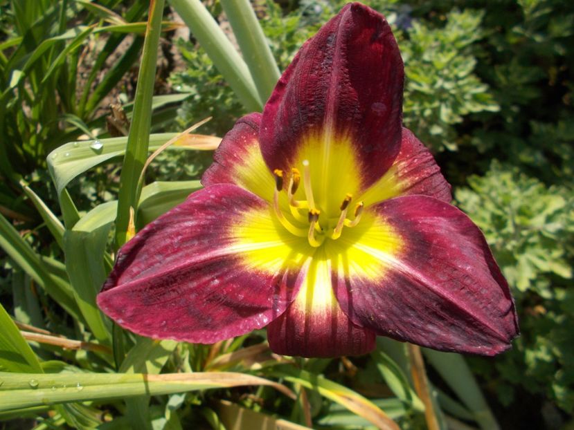  - Hemerocallis 2018