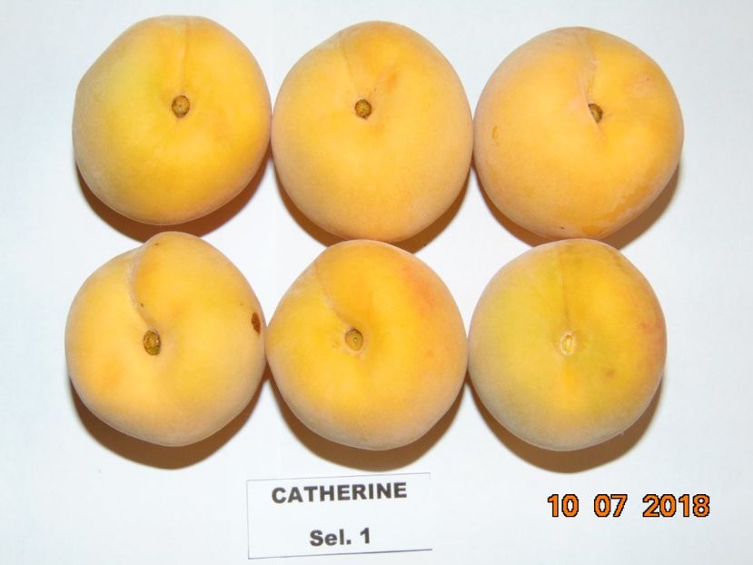  - piersic CATHERINE Sel 1 - pavie