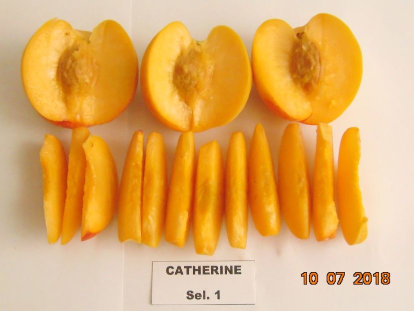 - piersic CATHERINE Sel 1 - pavie