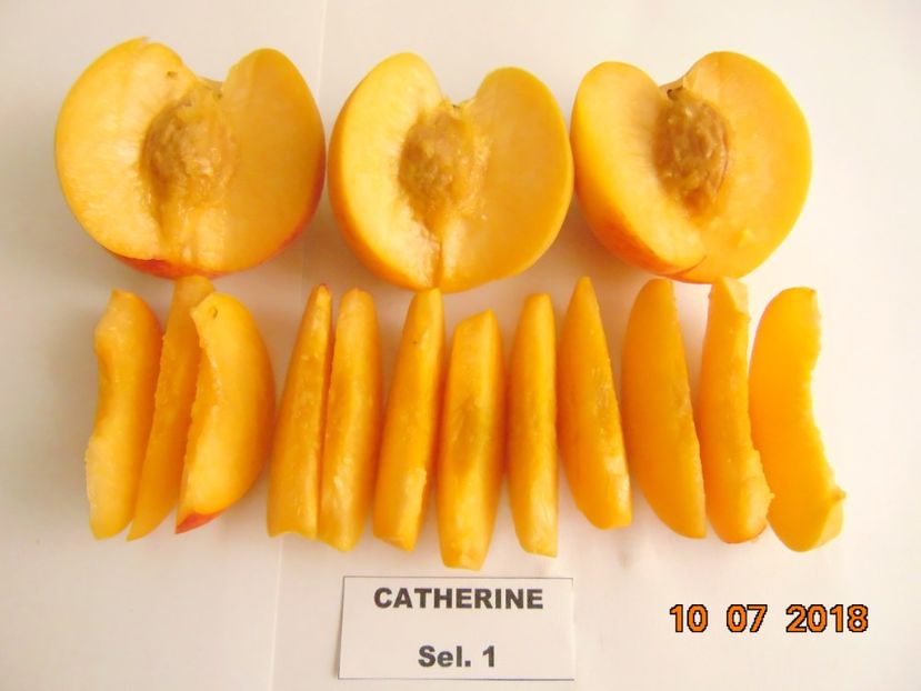  - piersic CATHERINE Sel 1 - pavie