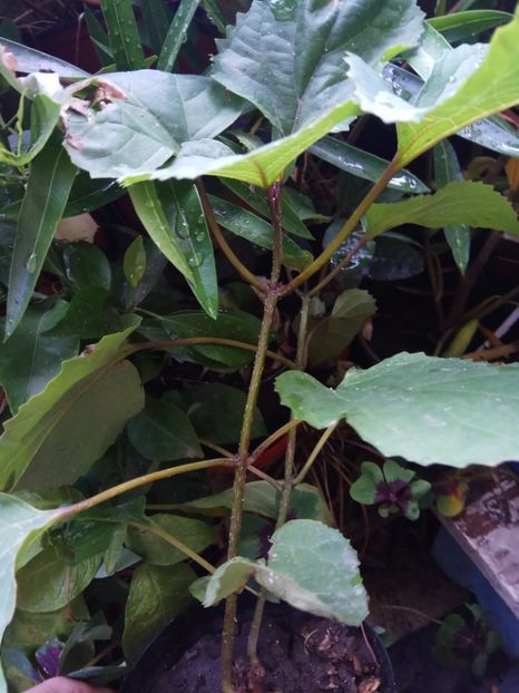 Clerodendrum bungei - 2018