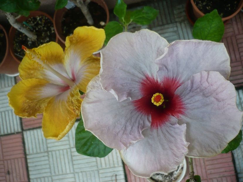 P1380617 - HIBISCUSI 2018-2
