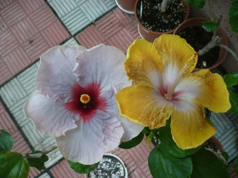 P1380618 - HIBISCUSI 2018-2