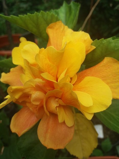  - 2018 vechi sau noi tot le iubesc