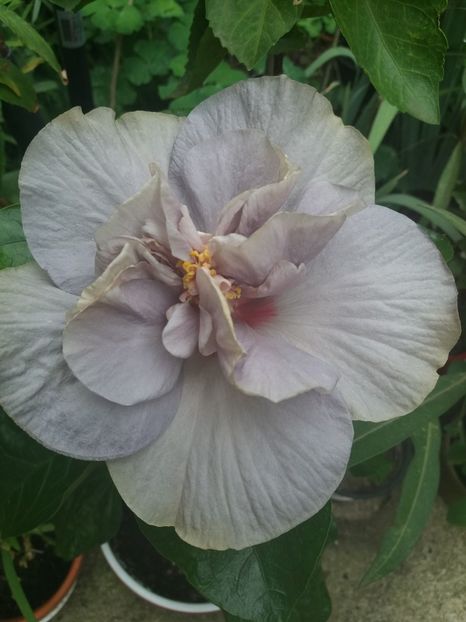  - 2018 vechi sau noi tot le iubesc