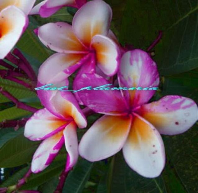 ngamvilai - PLUMERIA asa vor arata